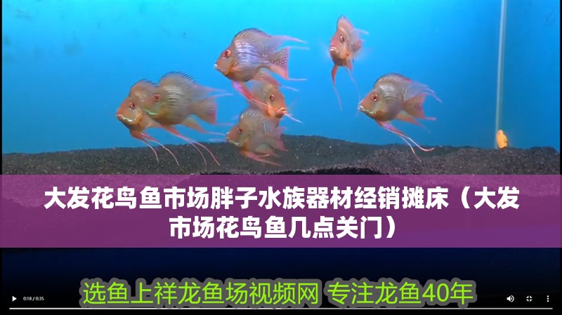 大發花鳥魚市場胖子水族器材經銷攤床（大發市場花鳥魚幾點關門） 大發花鳥魚市場胖子水族器材經銷攤床（大發市場花鳥魚幾點關門） 全國水族館企業名錄 第2張