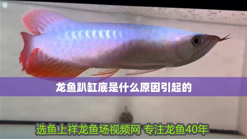 龍魚趴缸底是什么原因引起的