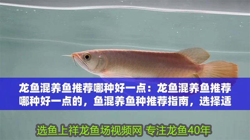 龍魚混養(yǎng)魚推薦哪種好一點：龍魚混養(yǎng)魚推薦哪種好一點的，魚混養(yǎng)魚種推薦指南，選擇適合的混養(yǎng)伙伴