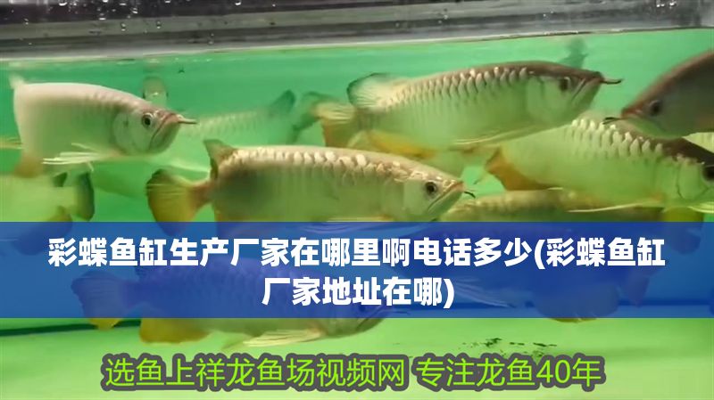 彩蝶魚(yú)缸生產(chǎn)廠家在哪里啊電話(huà)多少(彩蝶魚(yú)缸廠家地址在哪)
