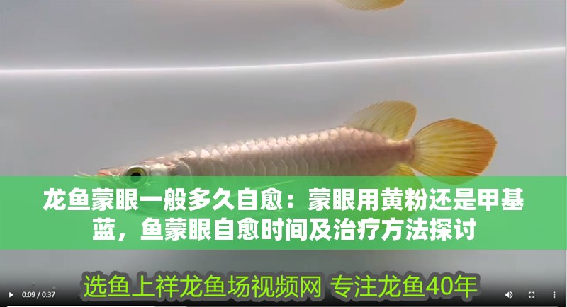 龍魚蒙眼一般多久自愈：蒙眼用黃粉還是甲基藍(lán)，魚蒙眼自愈時間及治療方法探討