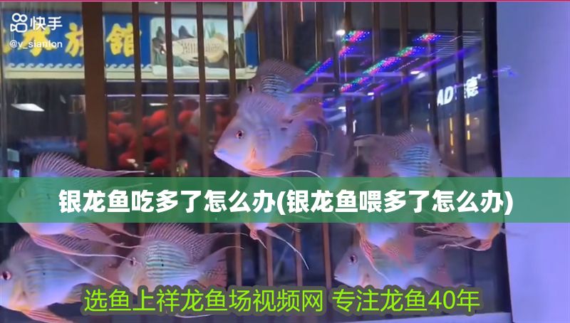 銀龍魚吃多了怎么辦(銀龍魚喂多了怎么辦)