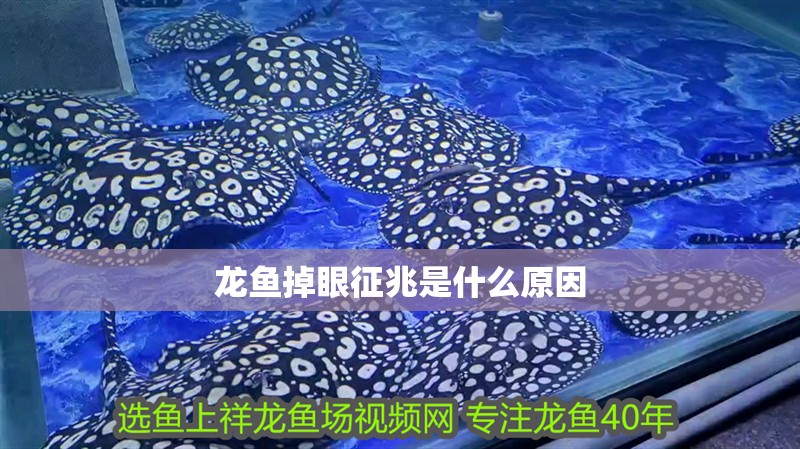龍魚掉眼征兆是什么原因 龍魚掉眼征兆是什么原因 龍魚百科 第2張