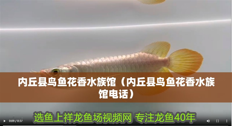 內(nèi)丘縣鳥魚花香水族館（內(nèi)丘縣鳥魚花香水族館電話） 內(nèi)丘縣鳥魚花香水族館（內(nèi)丘縣鳥魚花香水族館電話） 全國水族館企業(yè)名錄 第2張