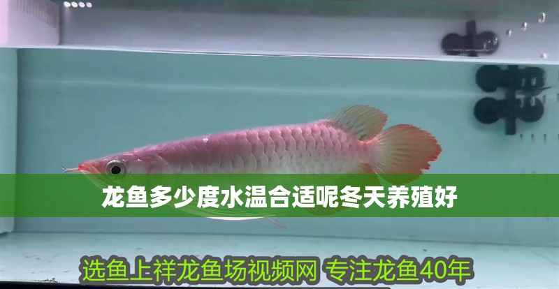 龍魚多少度水溫合適呢冬天養殖好