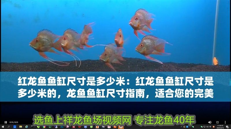 紅龍魚魚缸尺寸是多少米：紅龍魚魚缸尺寸是多少米的，龍魚魚缸尺寸指南，適合您的完美