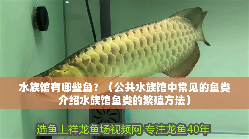 水族館有哪些魚？（公共水族館中常見的魚類介紹水族館魚類的繁殖方法） 水族館有哪些魚？（公共水族館中常見的魚類介紹水族館魚類的繁殖方法） 水族館百科（水族館加盟） 第1張