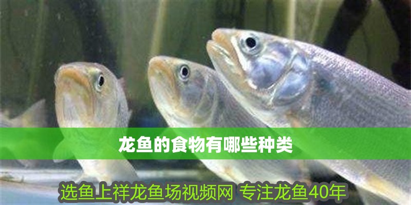 龍魚的食物有哪些種類