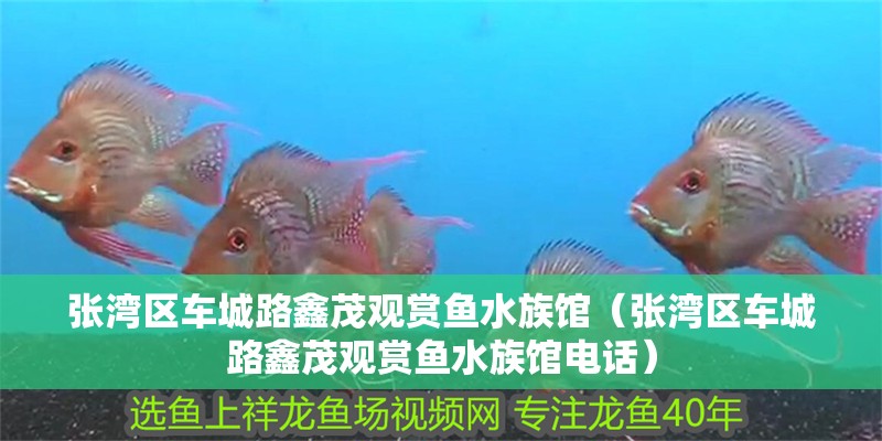 張灣區車城路鑫茂觀賞魚水族館（張灣區車城路鑫茂觀賞魚水族館電話） 張灣區車城路鑫茂觀賞魚水族館（張灣區車城路鑫茂觀賞魚水族館電話） 全國水族館企業名錄 第2張