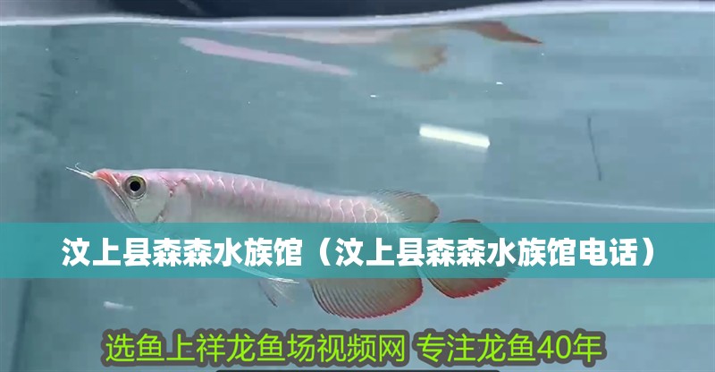 汶上縣森森水族館（汶上縣森森水族館電話）