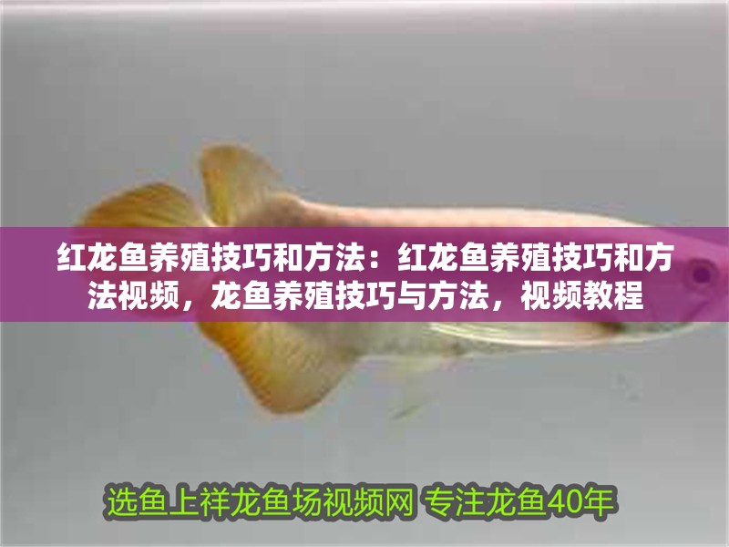 紅龍魚養殖技巧和方法：紅龍魚養殖技巧和方法視頻，龍魚養殖技巧與方法，視頻教程