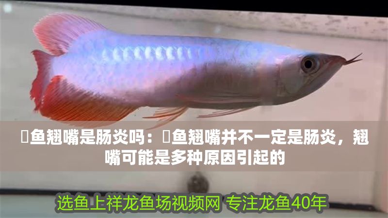 魟魚翹嘴是腸炎嗎：魟魚翹嘴并不一定是腸炎，翹嘴可能是多種原因引起的
