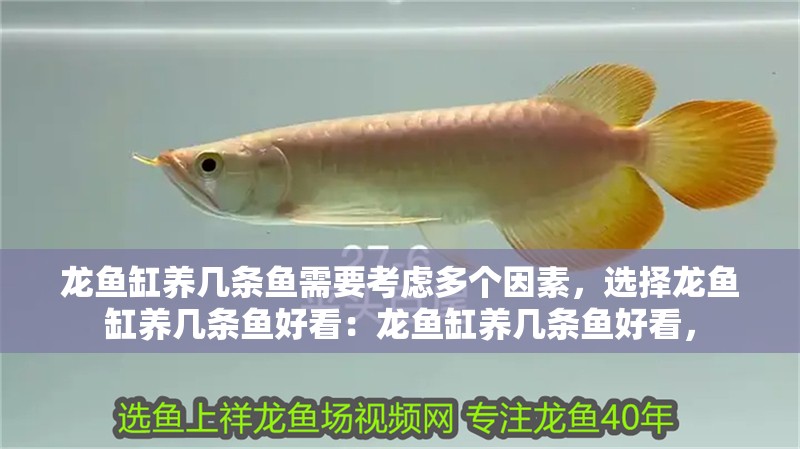 龍魚缸養(yǎng)幾條魚需要考慮多個因素，選擇龍魚缸養(yǎng)幾條魚好看：龍魚缸養(yǎng)幾條魚好看，