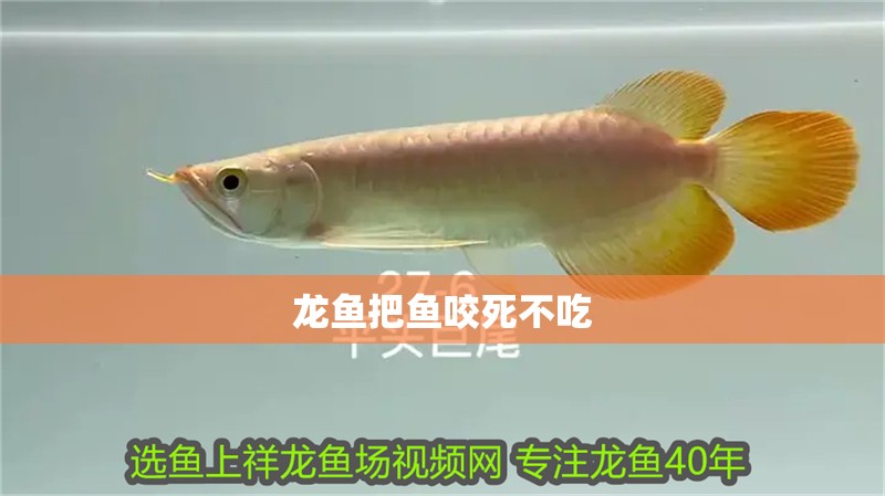 龍魚把魚咬死不吃 龍魚把魚咬死不吃 龍魚百科 第2張