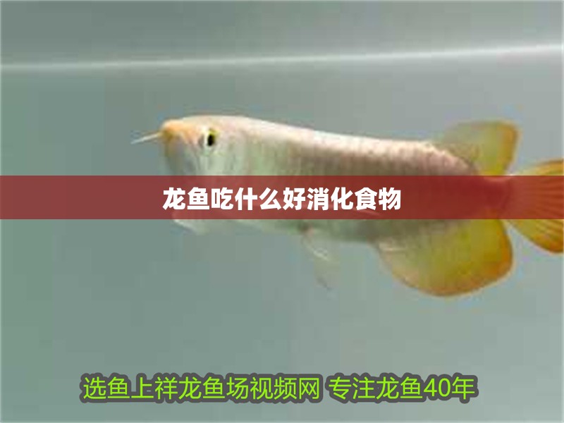 龍魚吃什么好消化食物 龍魚吃什么好消化食物 龍魚百科 第2張