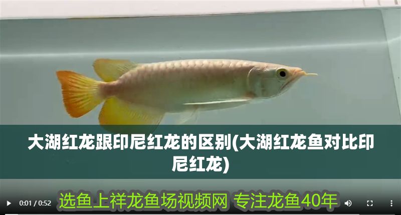 大湖紅龍跟印尼紅龍的區別(大湖紅龍魚對比印尼紅龍)