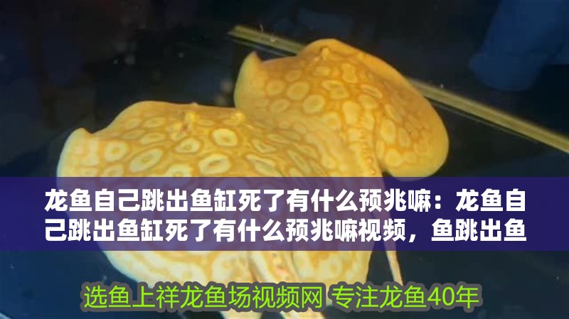 龍魚自己跳出魚缸死了有什么預兆嘛：龍魚自己跳出魚缸死了有什么預兆嘛視頻，魚跳出魚缸死亡的