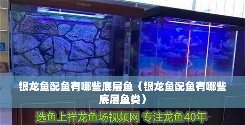 銀龍魚配魚有哪些底層魚（銀龍魚配魚有哪些底層魚類）