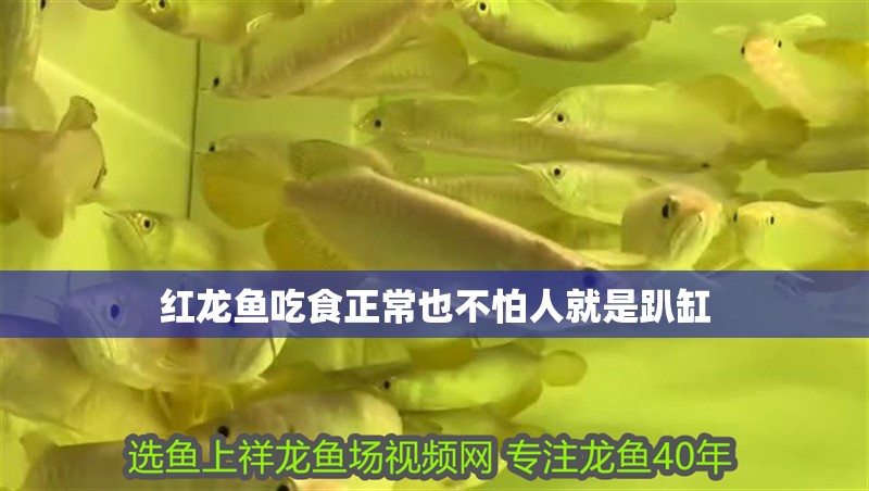 紅龍魚吃食正常也不怕人就是趴缸