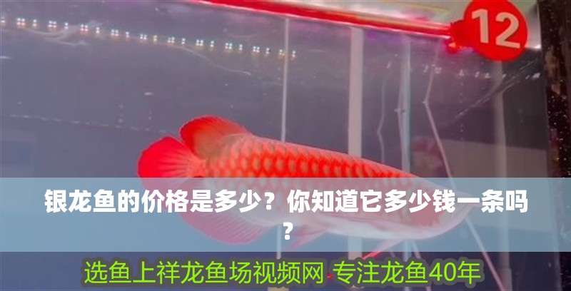 銀龍魚的價格是多少？你知道它多少錢一條嗎？