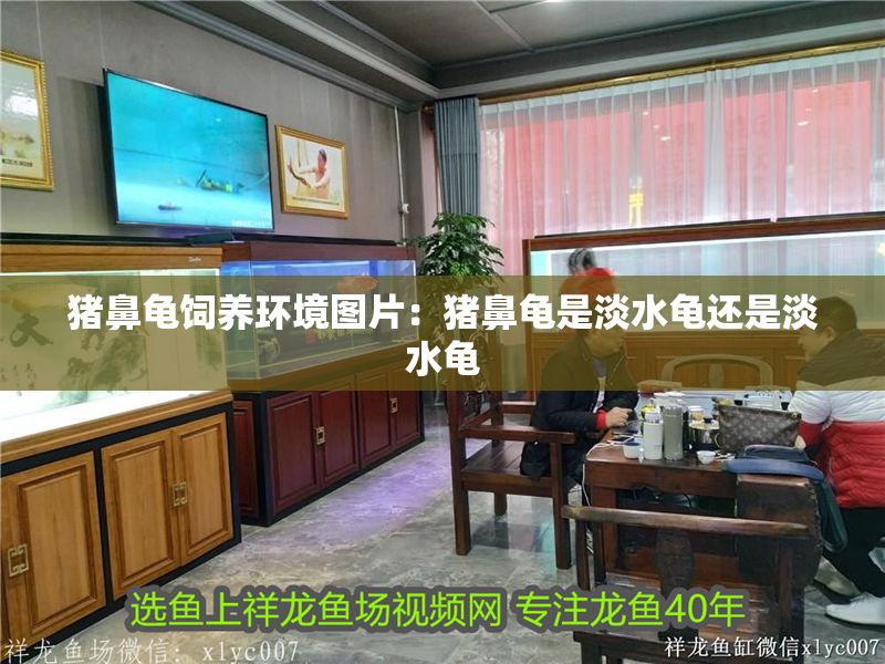 豬鼻龜飼養環境圖片：豬鼻龜是淡水龜還是淡水龜