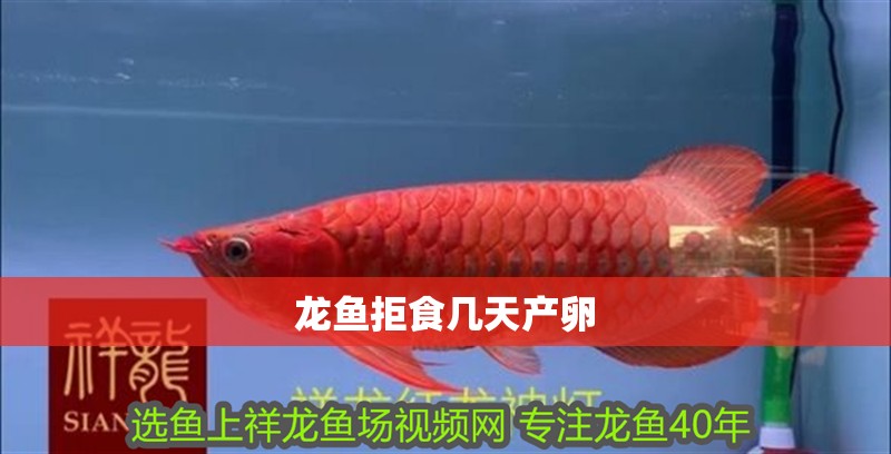 龍魚拒食幾天產卵 龍魚拒食幾天產卵 龍魚百科 第4張