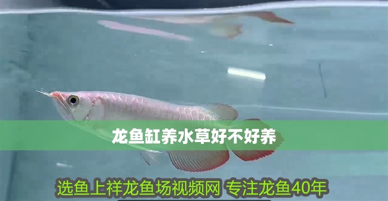 龍魚缸養水草好不好養 龍魚百科 第2張 龍魚缸養水草好不好養 龍魚缸養水草好不好養 龍魚百科 第2張