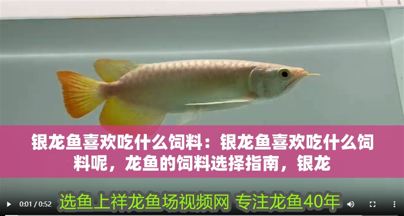 銀龍魚喜歡吃什么飼料：銀龍魚喜歡吃什么飼料呢，龍魚的飼料選擇指南，銀龍