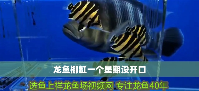 龍魚挪缸一個星期沒開口