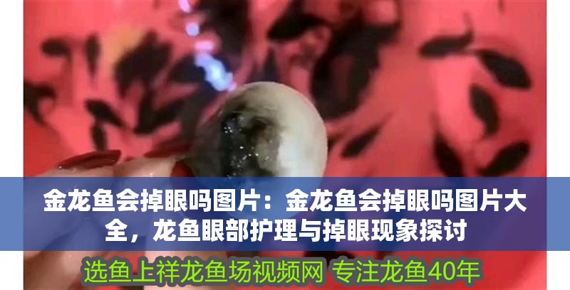 金龍魚會掉眼嗎圖片：金龍魚會掉眼嗎圖片大全，龍魚眼部護理與掉眼現象探討