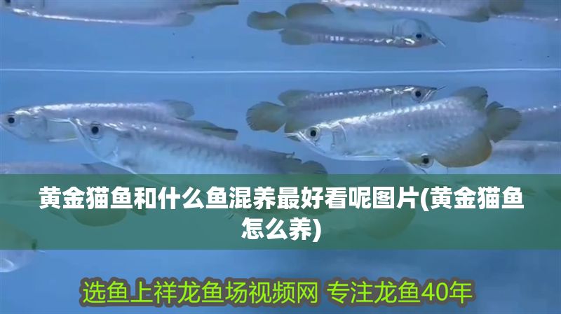 黃金貓魚和什么魚混養最好看呢圖片(黃金貓魚怎么養)