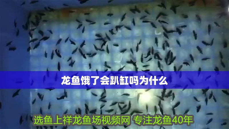 龍魚餓了會趴缸嗎為什么