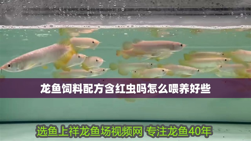 龍魚飼料配方含紅蟲嗎怎么喂養好些 龍魚飼料配方含紅蟲嗎怎么喂養好些 龍魚百科 第2張