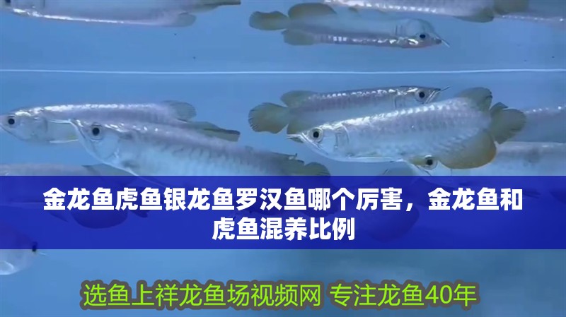 金龍魚虎魚銀龍魚羅漢魚哪個厲害，金龍魚和虎魚混養(yǎng)比例