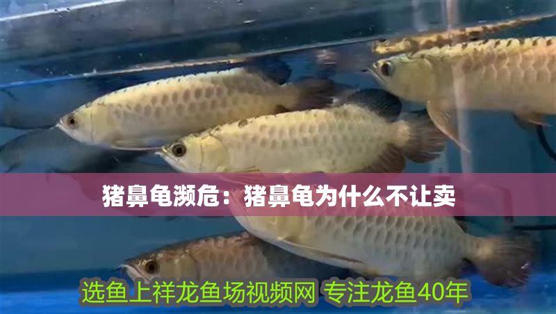 豬鼻龜瀕危：豬鼻龜為什么不讓賣