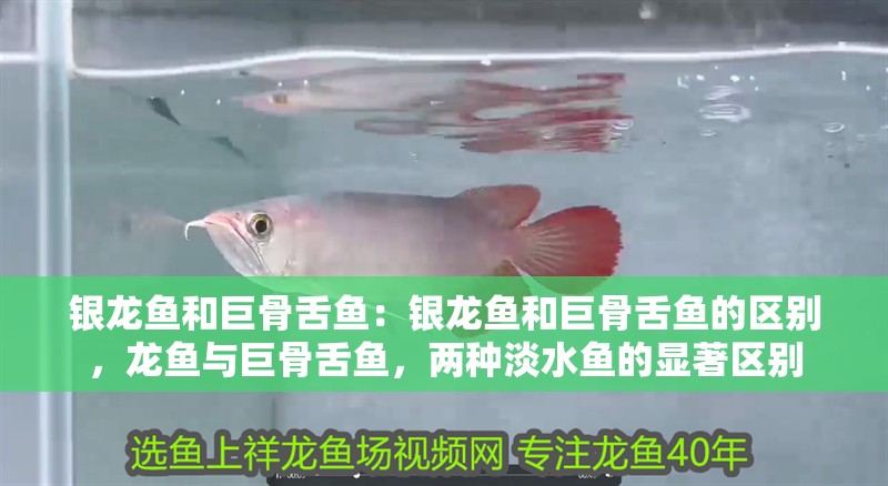銀龍魚和巨骨舌魚：銀龍魚和巨骨舌魚的區(qū)別，龍魚與巨骨舌魚，兩種淡水魚的顯著區(qū)別