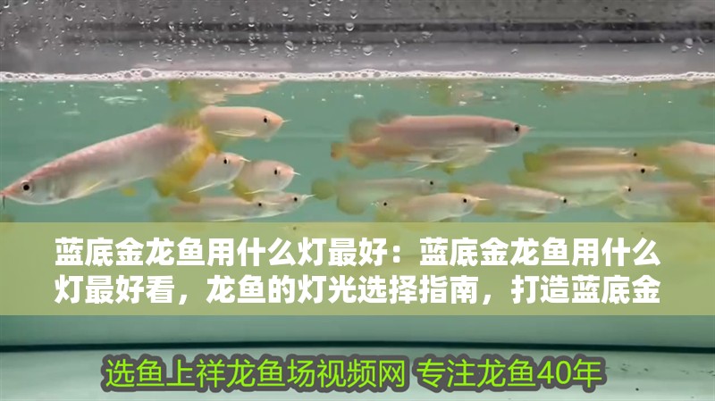 藍底金龍魚用什么燈最好：藍底金龍魚用什么燈最好看，龍魚的燈光選擇指南，打造藍底金龍魚最佳