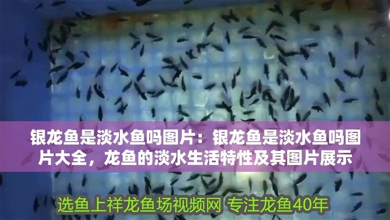銀龍魚是淡水魚嗎圖片：銀龍魚是淡水魚嗎圖片大全，龍魚的淡水生活特性及其圖片展示