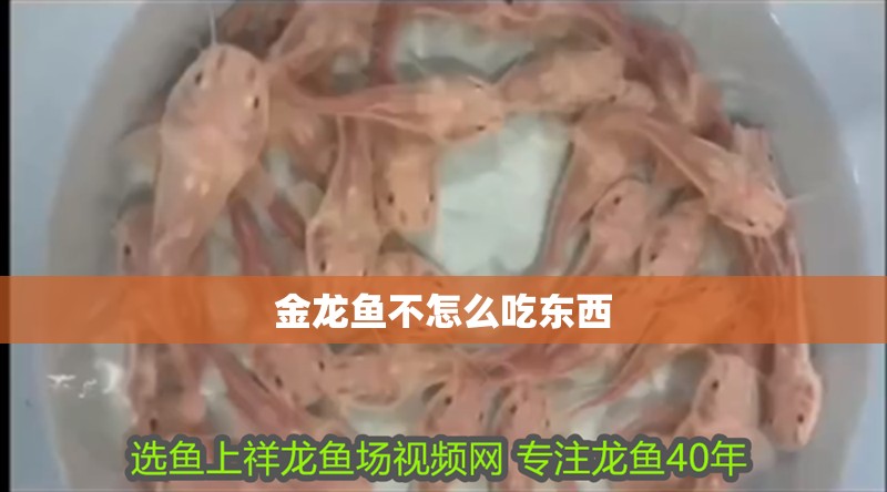 金龍魚不怎么吃東西