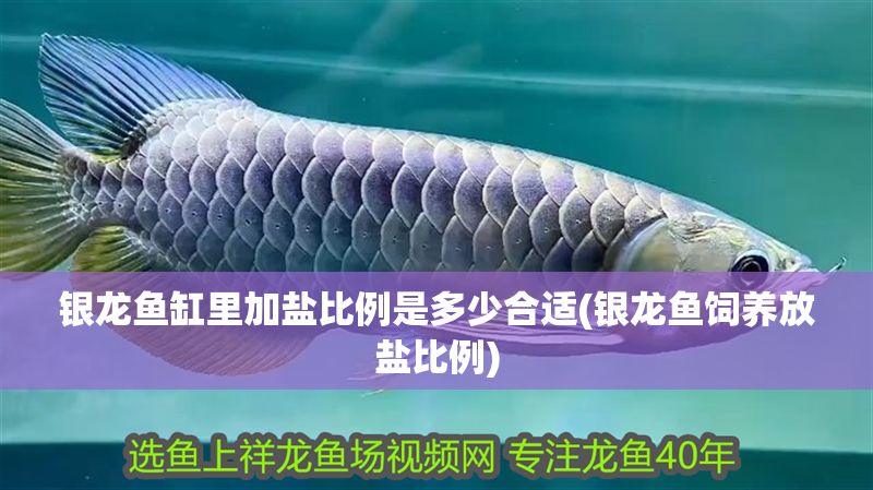 銀龍魚缸里加鹽比例是多少合適(銀龍魚飼養放鹽比例)