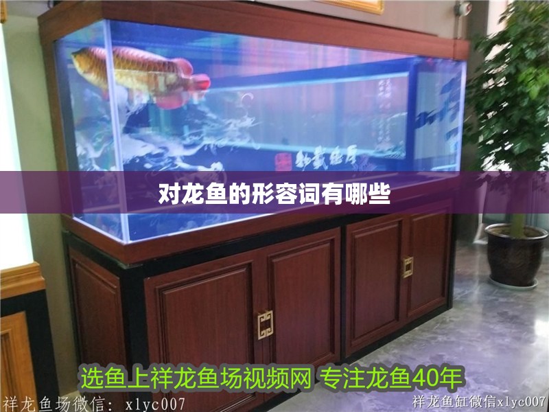 對龍魚的形容詞有哪些