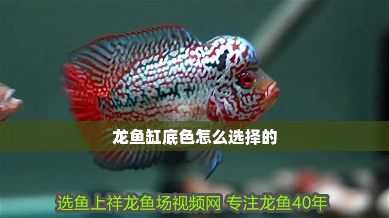 龍魚缸底色怎么選擇的 龍魚百科 第2張 龍魚缸底色怎么選擇的 龍魚缸底色怎么選擇的 龍魚百科 第2張