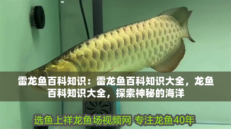 雷龍魚百科知識：雷龍魚百科知識大全，龍魚百科知識大全，探索神秘的海洋
