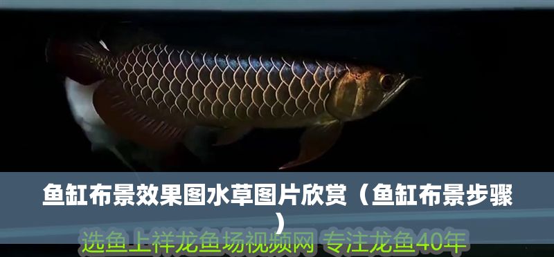 魚缸布景效果圖水草圖片欣賞（魚缸布景步驟）