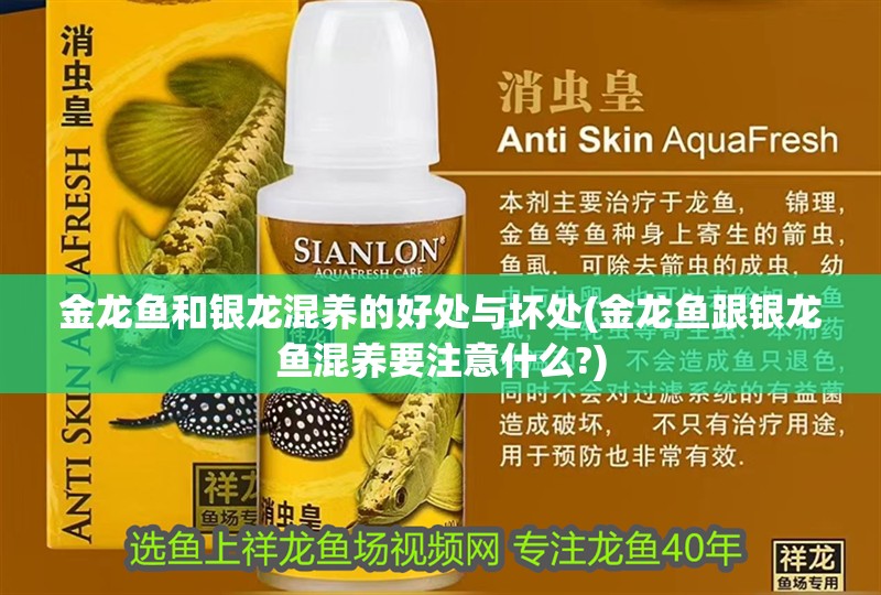 金龍魚和銀龍混養(yǎng)的好處與壞處(金龍魚跟銀龍魚混養(yǎng)要注意什么?)