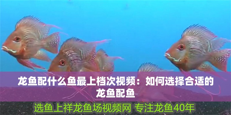 龍魚配什么魚最上檔次視頻：如何選擇合適的龍魚配魚 龍魚配什么魚最上檔次視頻：如何選擇合適的龍魚配魚 龍魚百科
