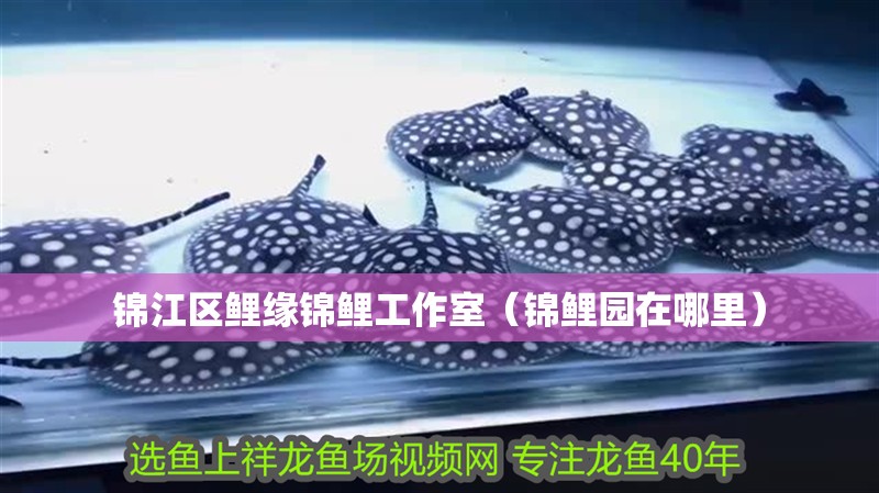錦江區鯉緣錦鯉工作室(錦鯉園在哪里) 全國水族館企業名錄 第2張 錦江區鯉緣錦鯉工作室(錦鯉園在哪里) 錦江區鯉緣錦鯉工作室(錦鯉園在哪里) 全國水族館企業名錄 第2張