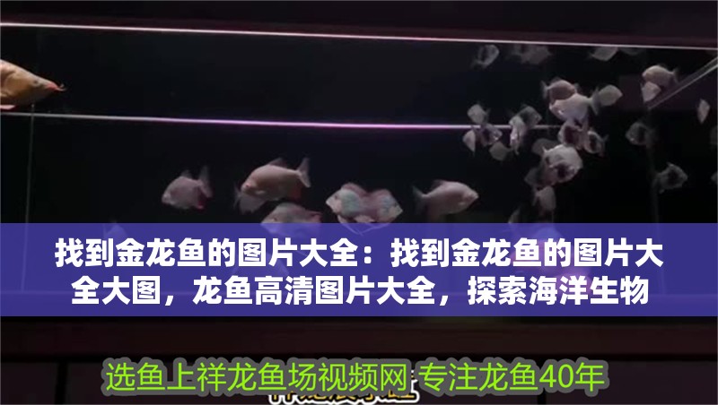 找到金龍魚的圖片大全：找到金龍魚的圖片大全大圖，龍魚高清圖片大全，探索海洋生物