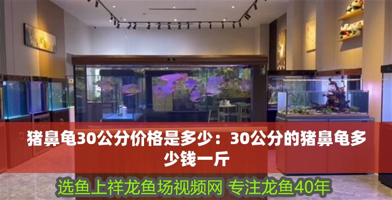 豬鼻龜30公分價格是多少：30公分的豬鼻龜多少錢一斤