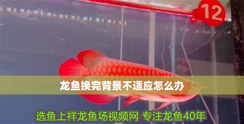 龍魚換完背景不適應(yīng)怎么辦